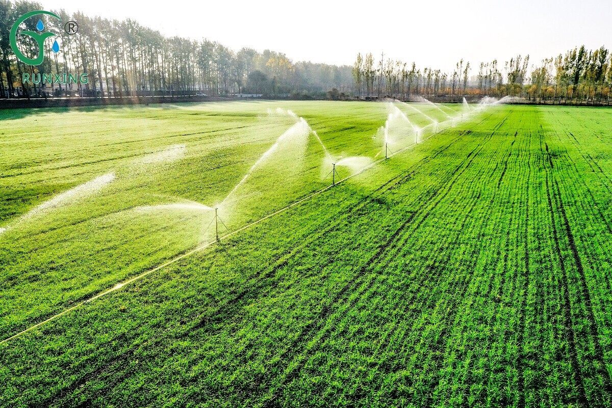 Argentina wheat cultivation