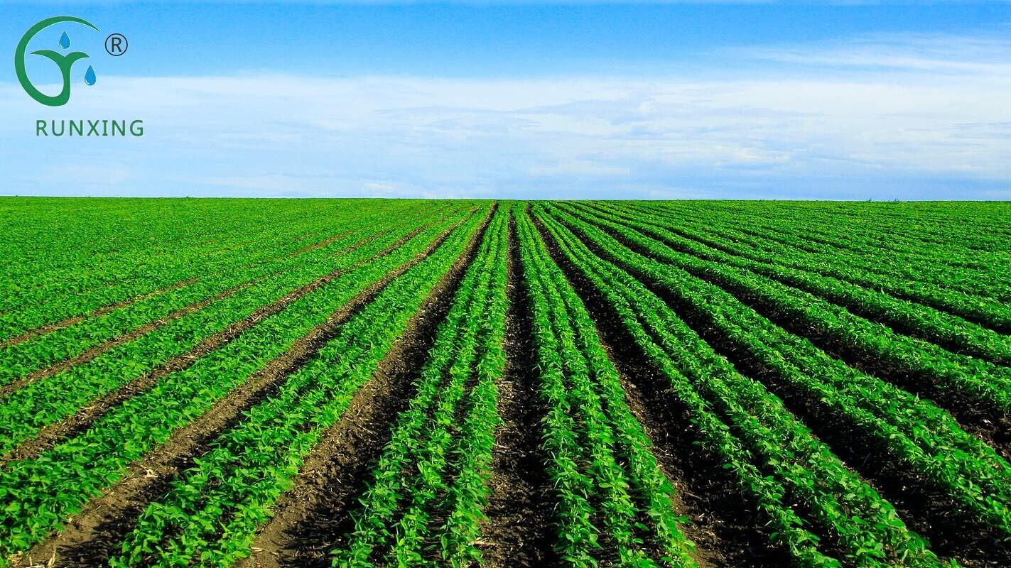  Soybean Cultivation