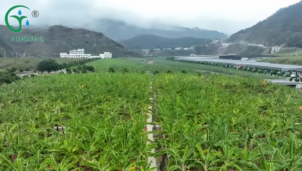 Argentina Banana Cultivation