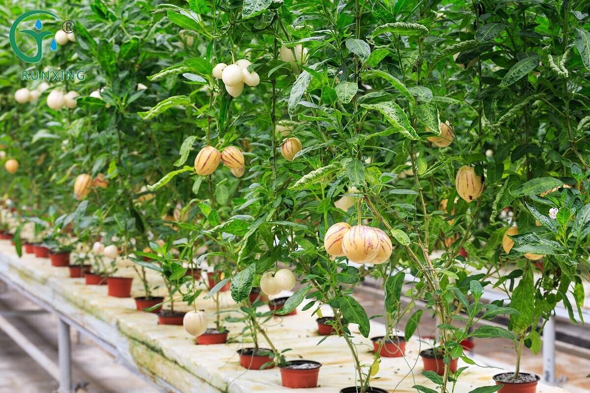 drip irrigation