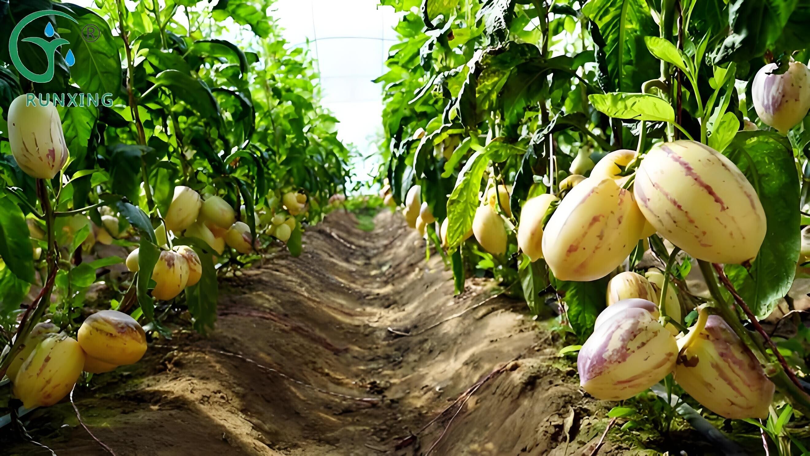 Colombian ginseng fruit