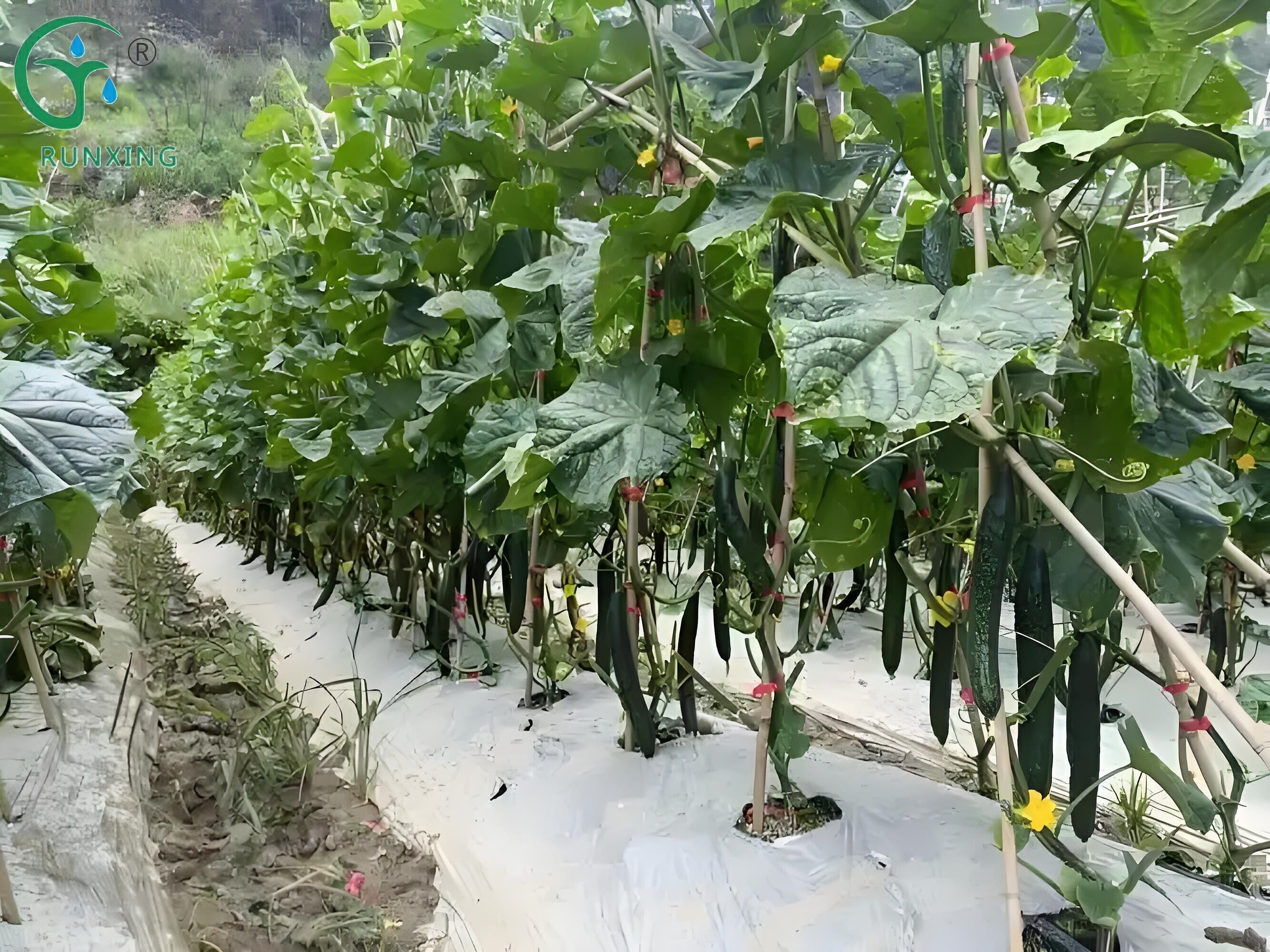 cucumber yield