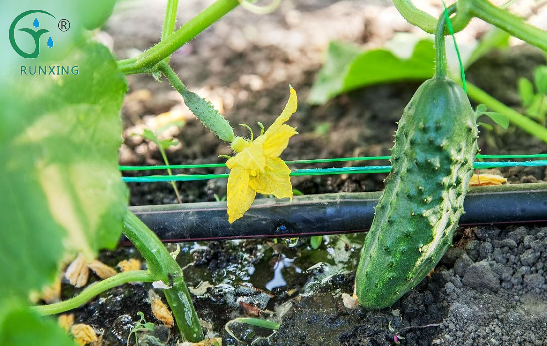 Columbia cucumber cultivation