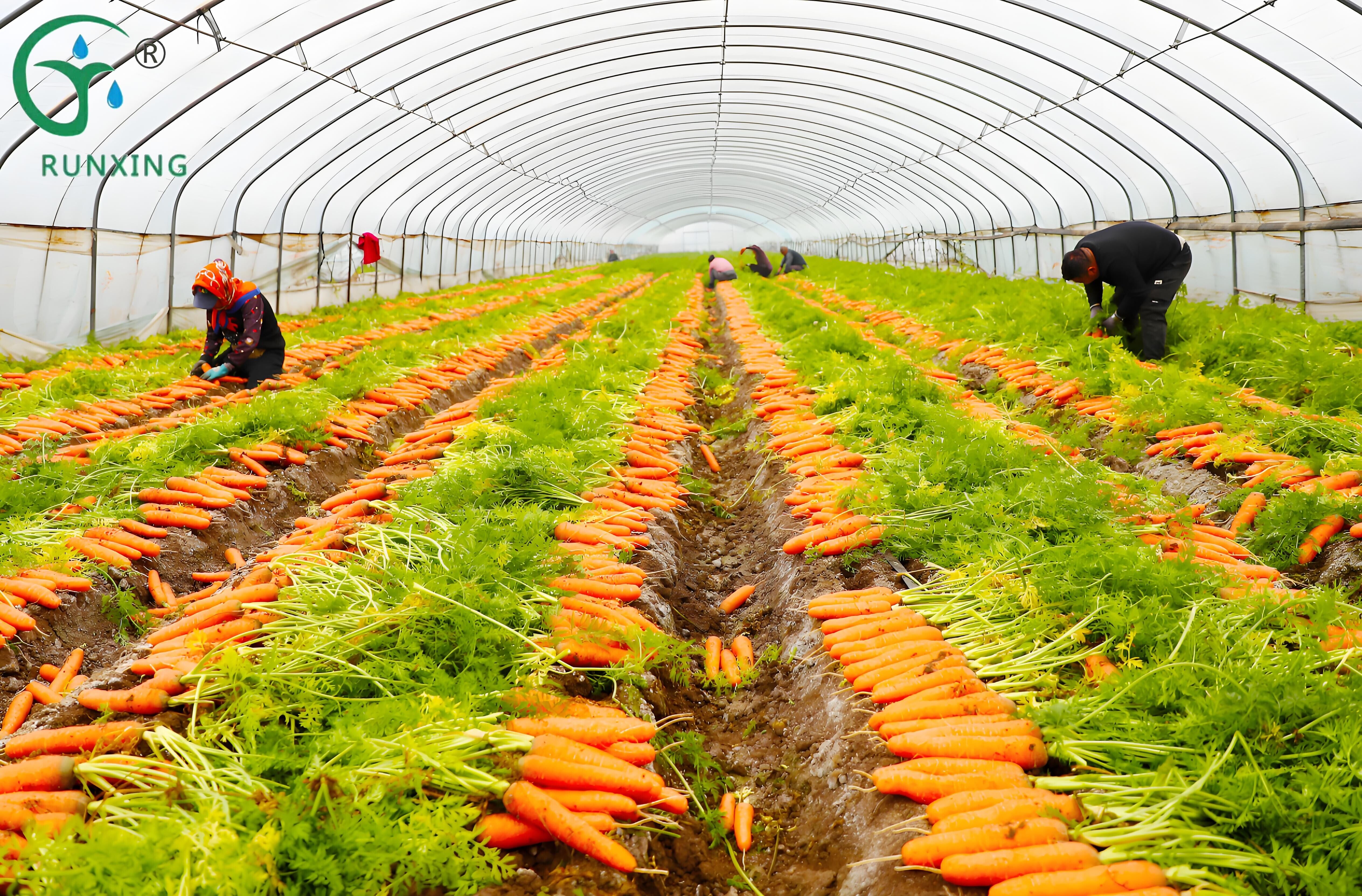 Colombia carrot cultivation