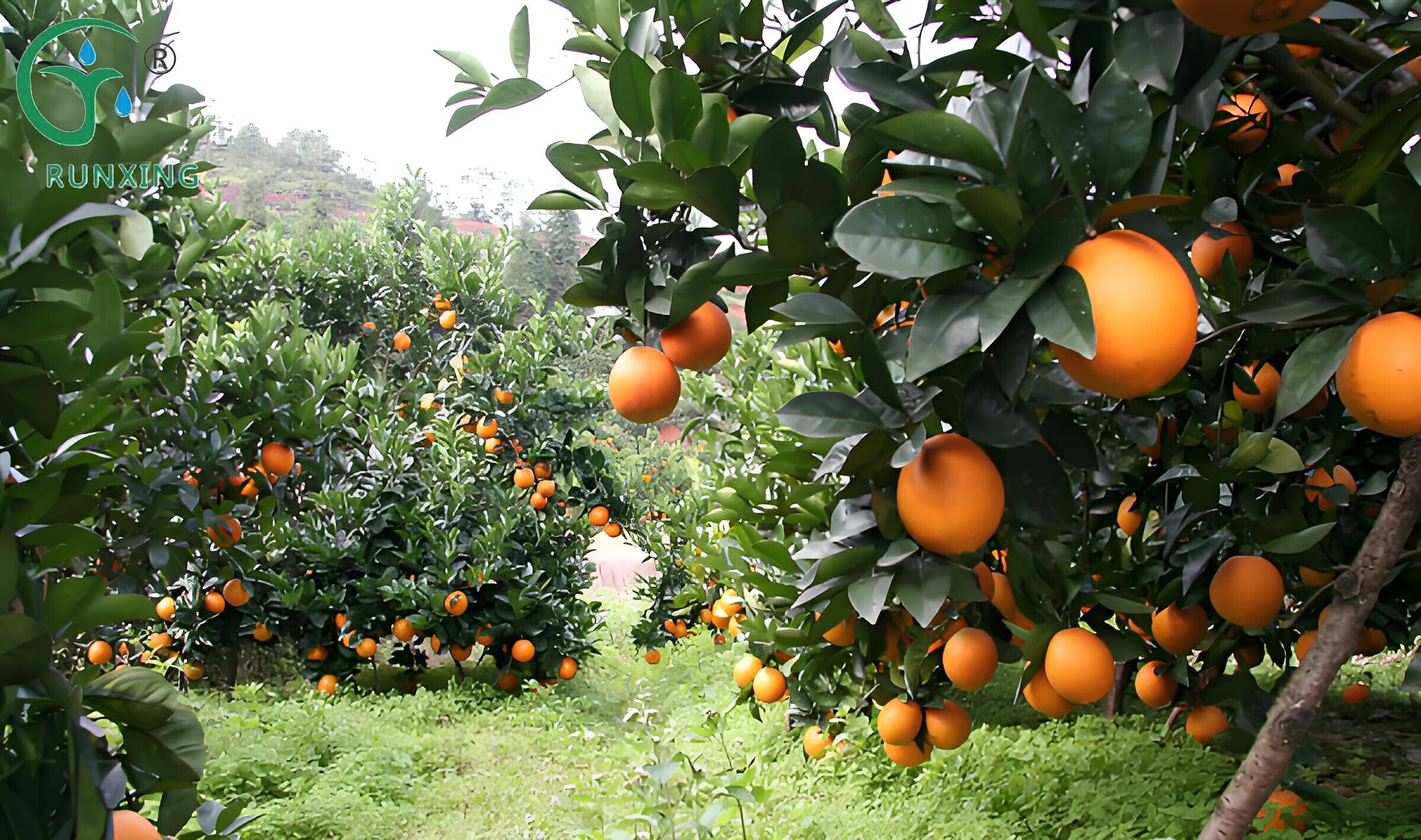  irrigation efficiency