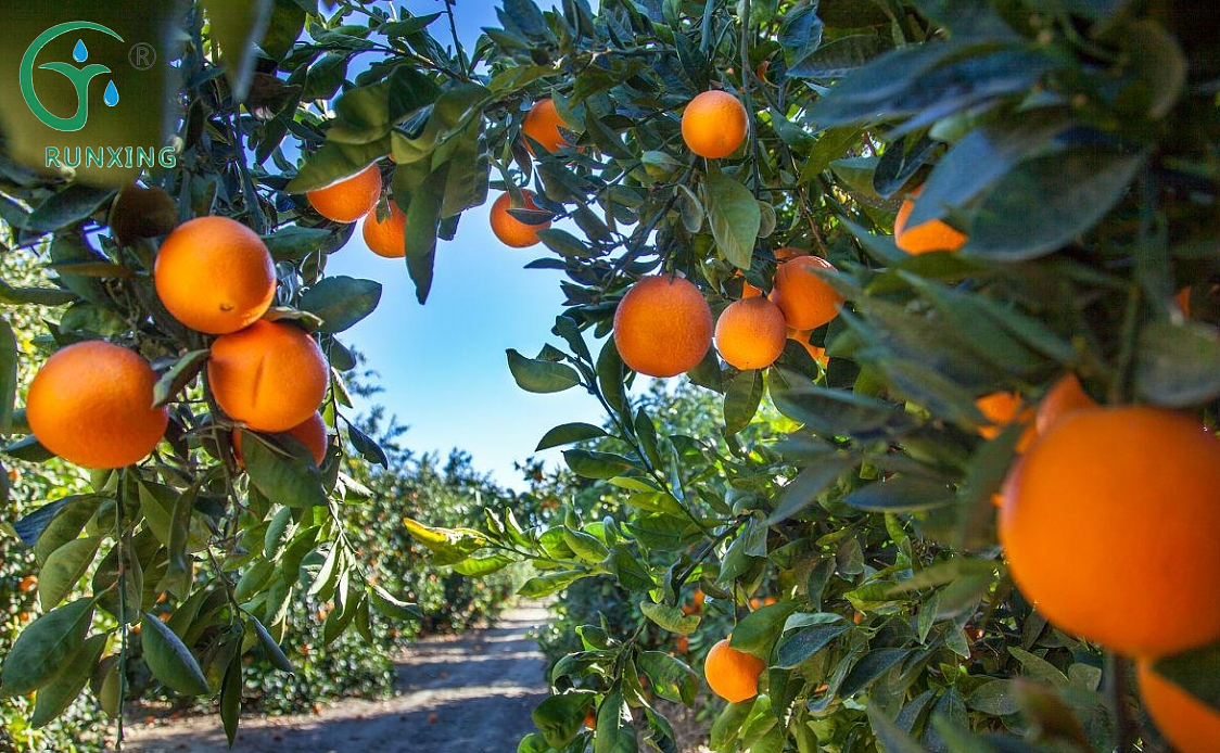 Colombia orange cultivation
