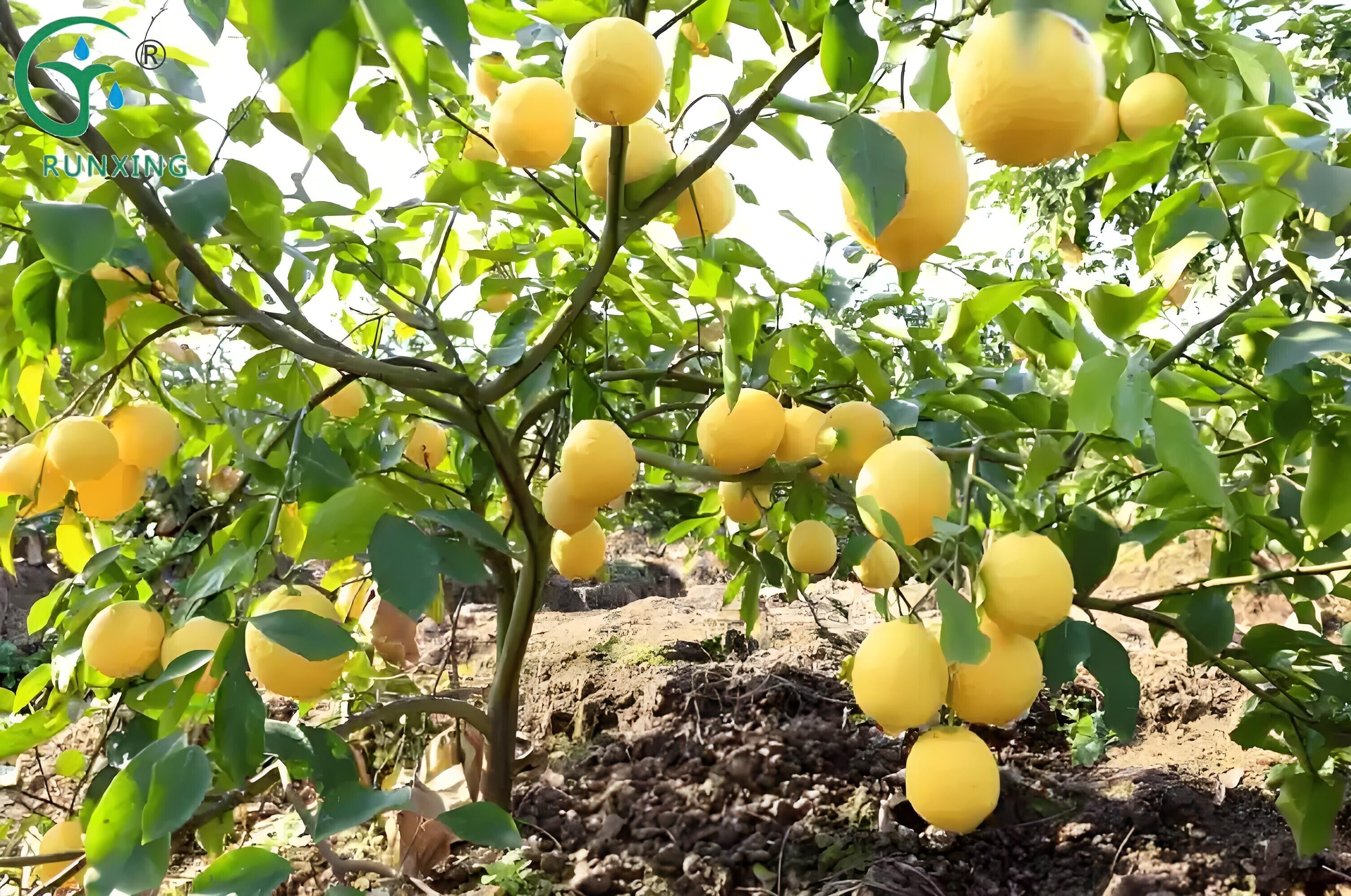  lemon cultivation