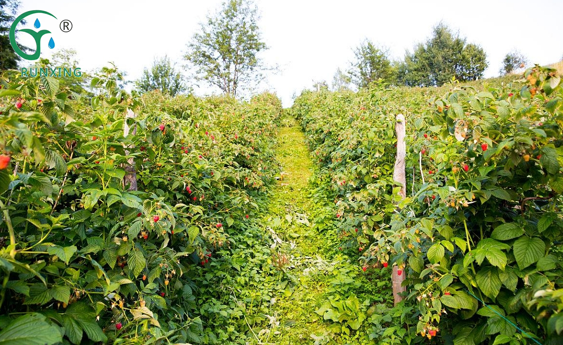 Raspberry Cultivation