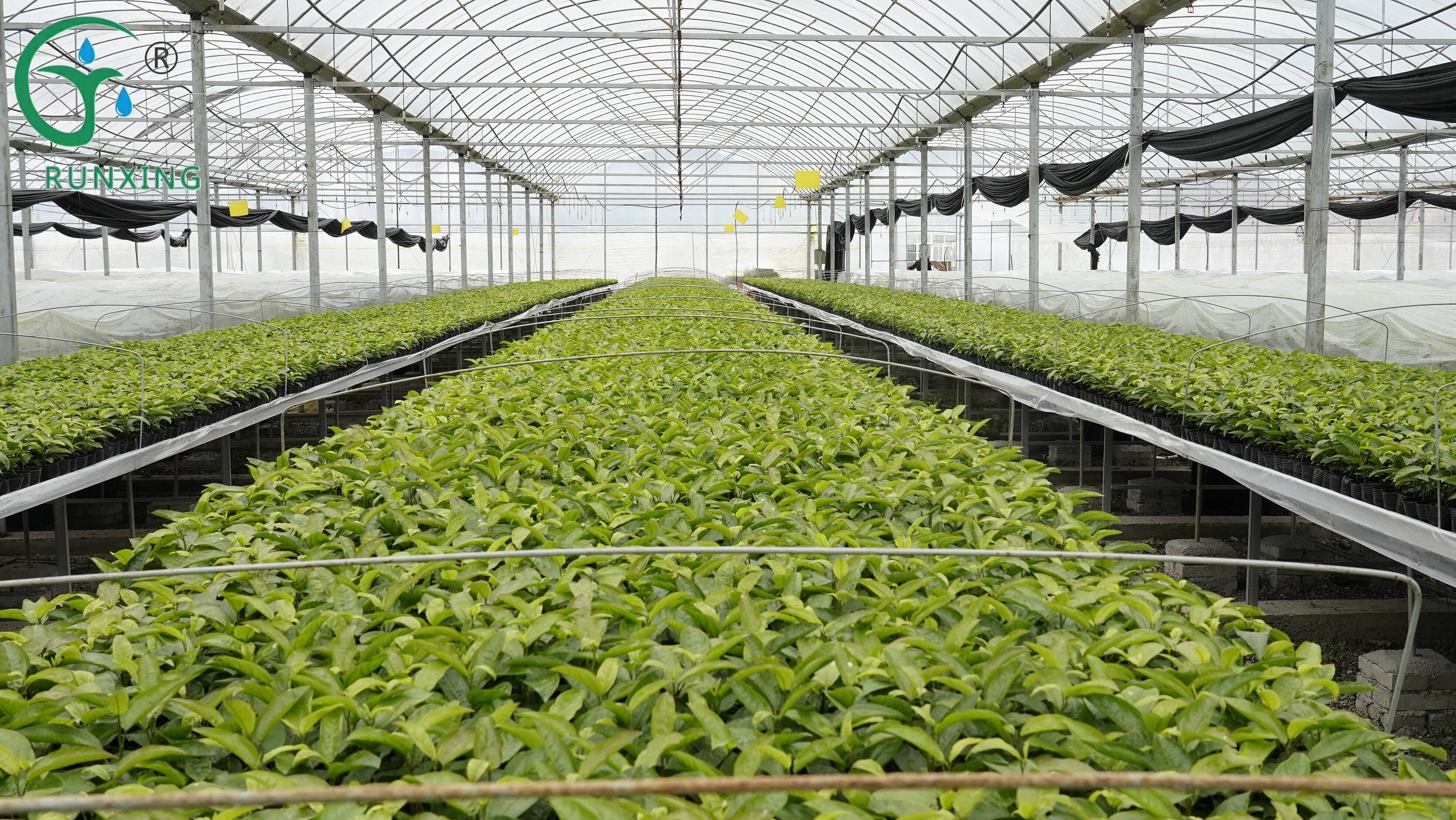 drip irrigation