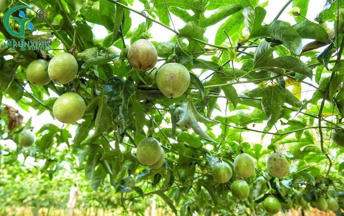 passion fruit cultivation