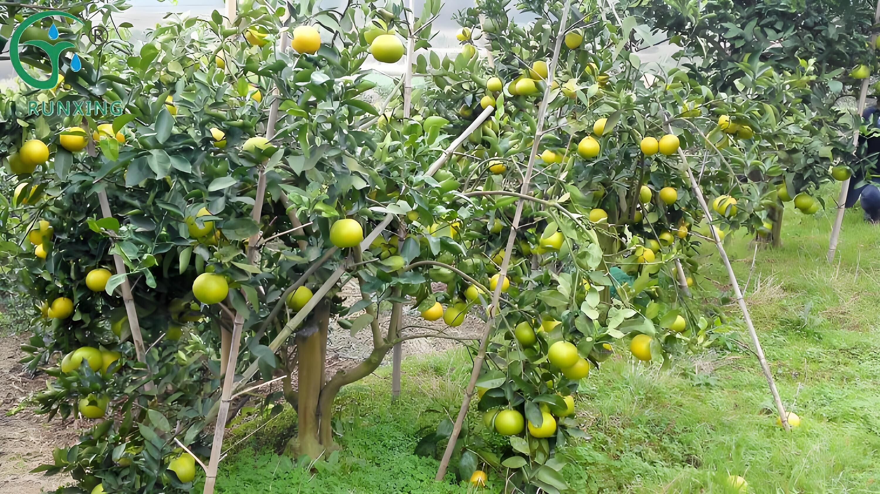  drip irrigation