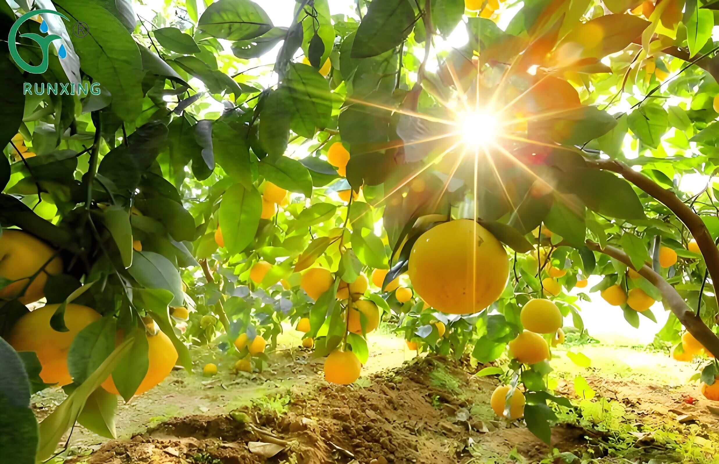 cultivation