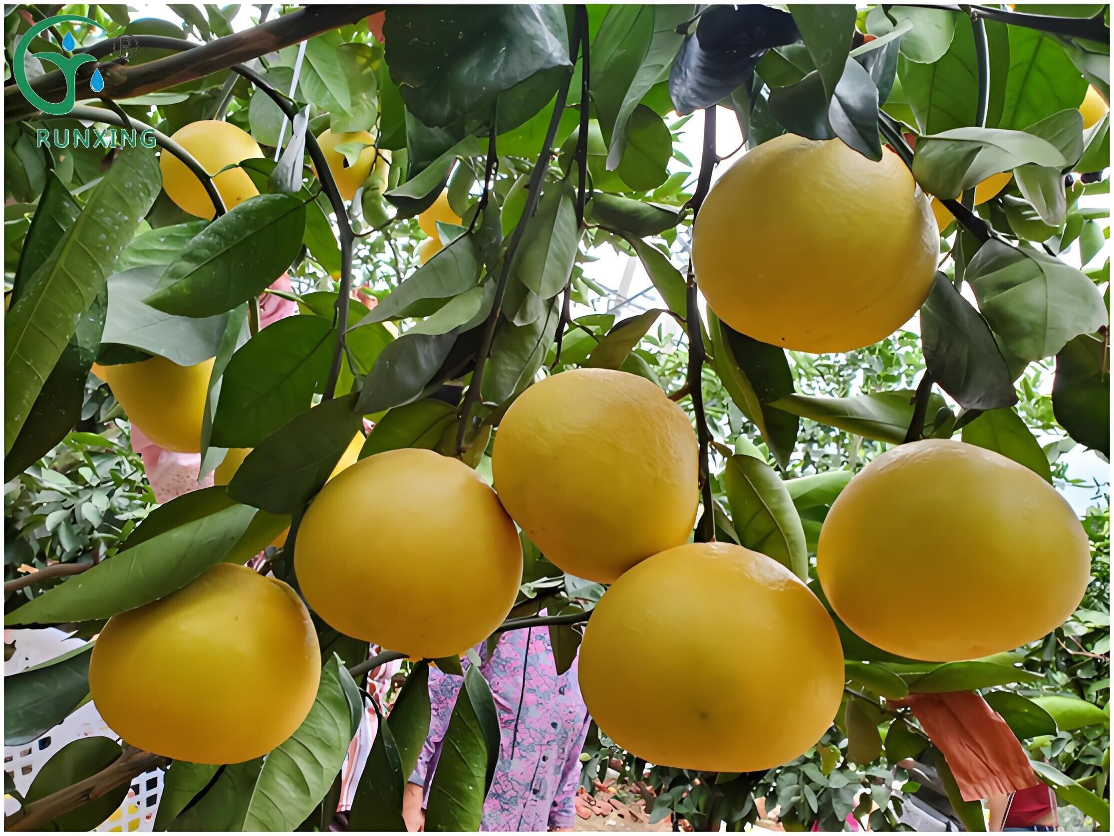 Columbia grapefruit