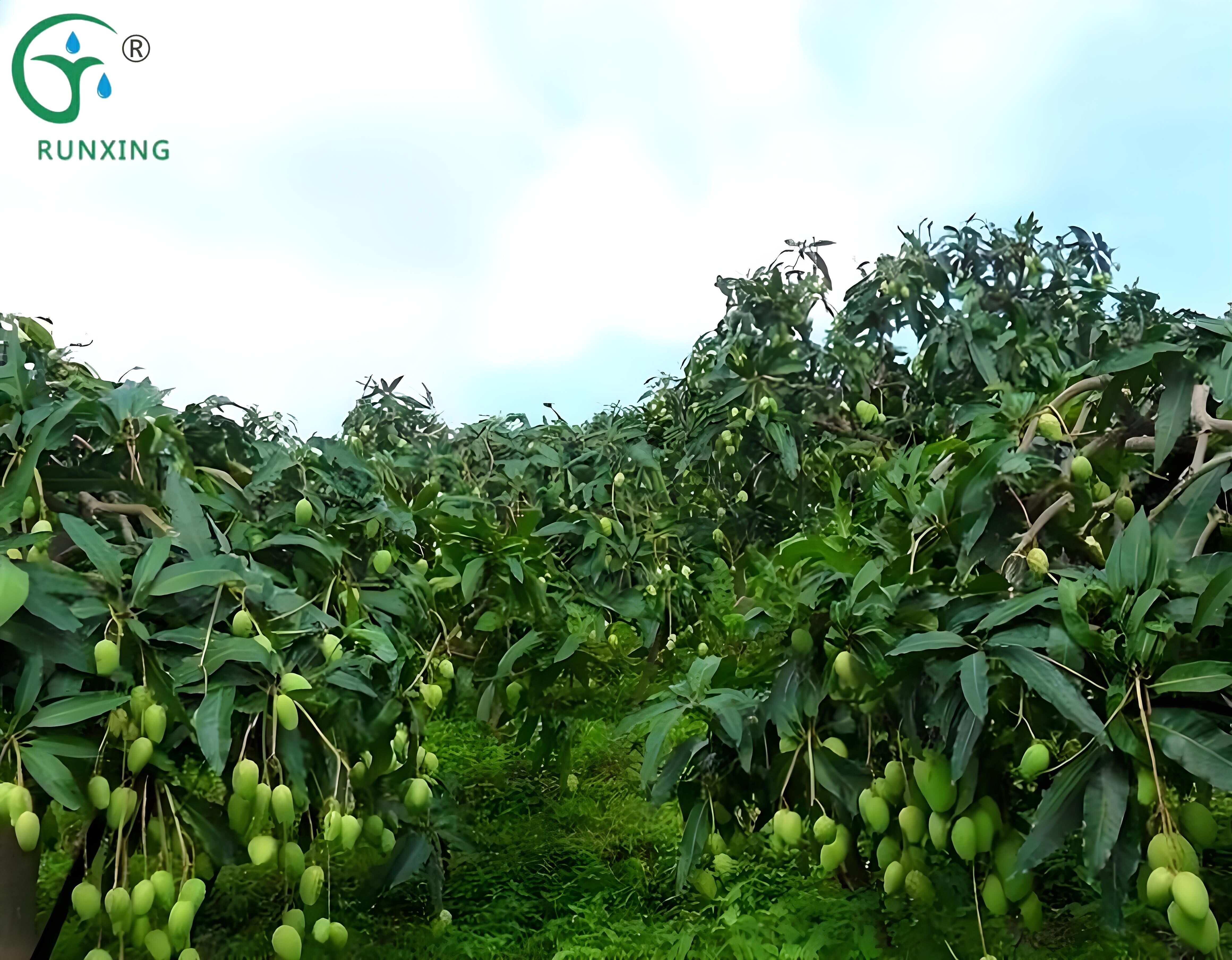mango cultivation
