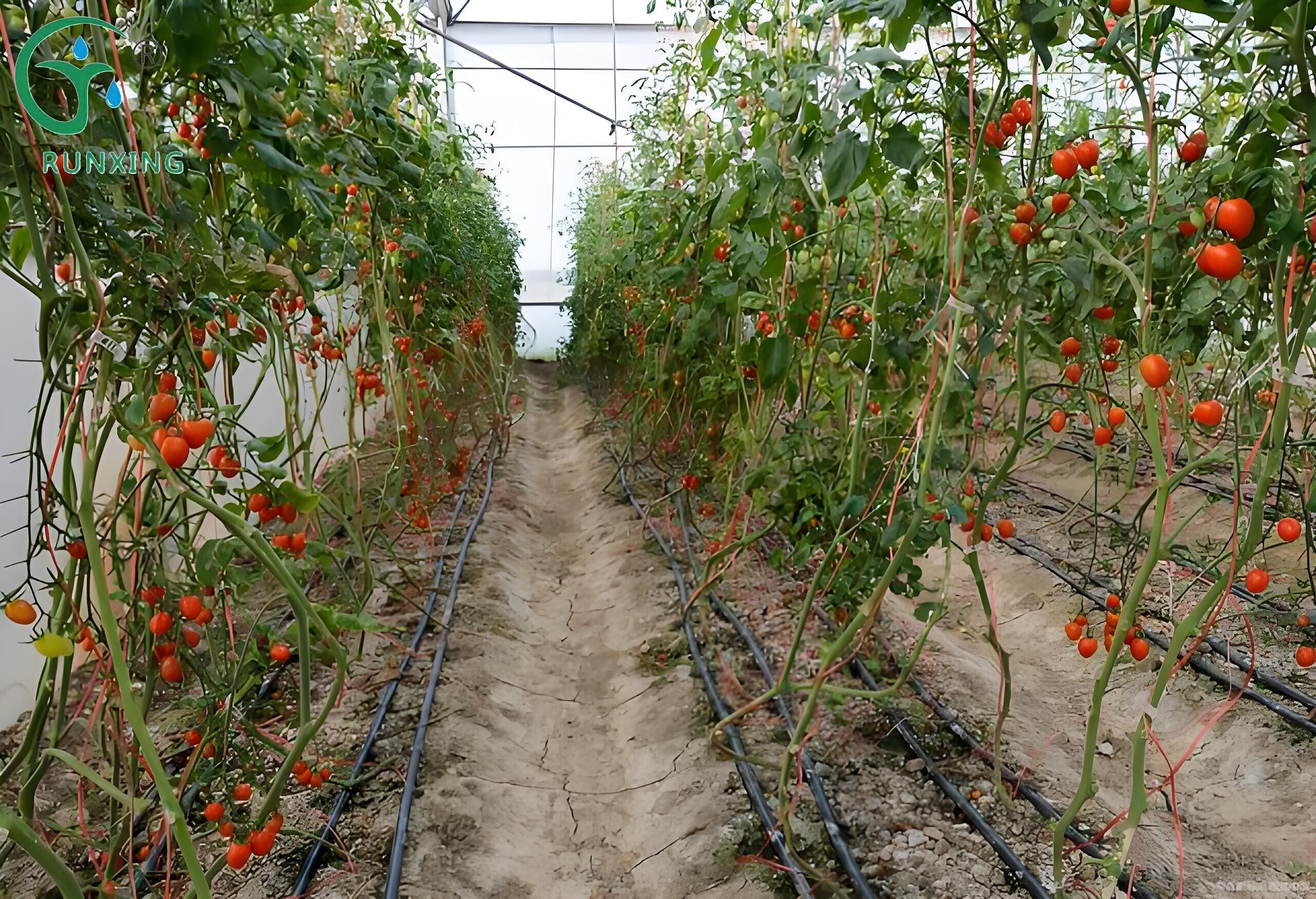 Tomato Cultivation