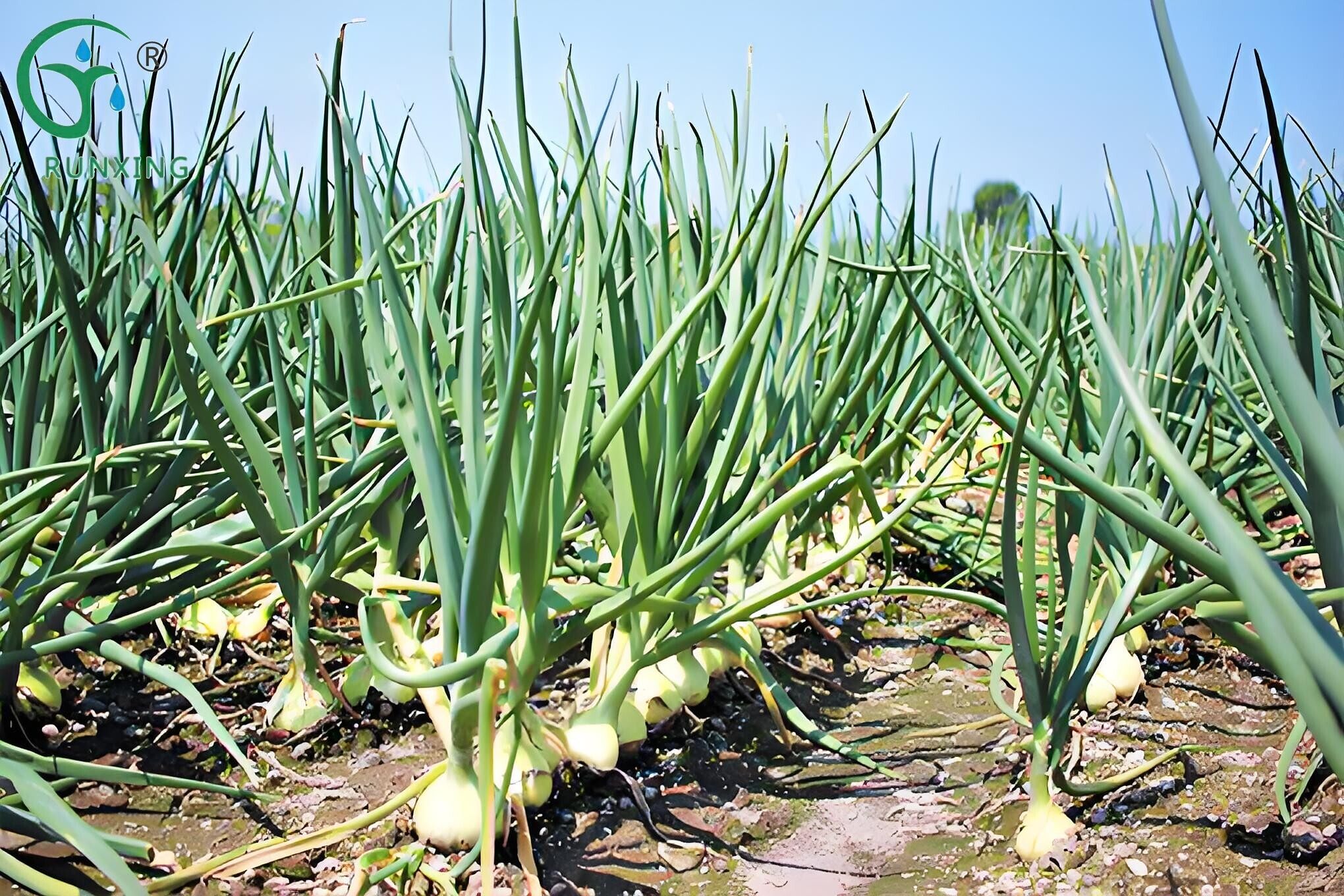 water-saving irrigation