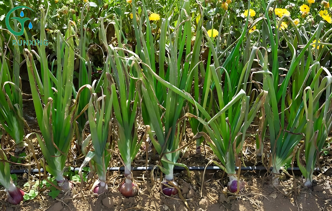 drip irrigation for rice