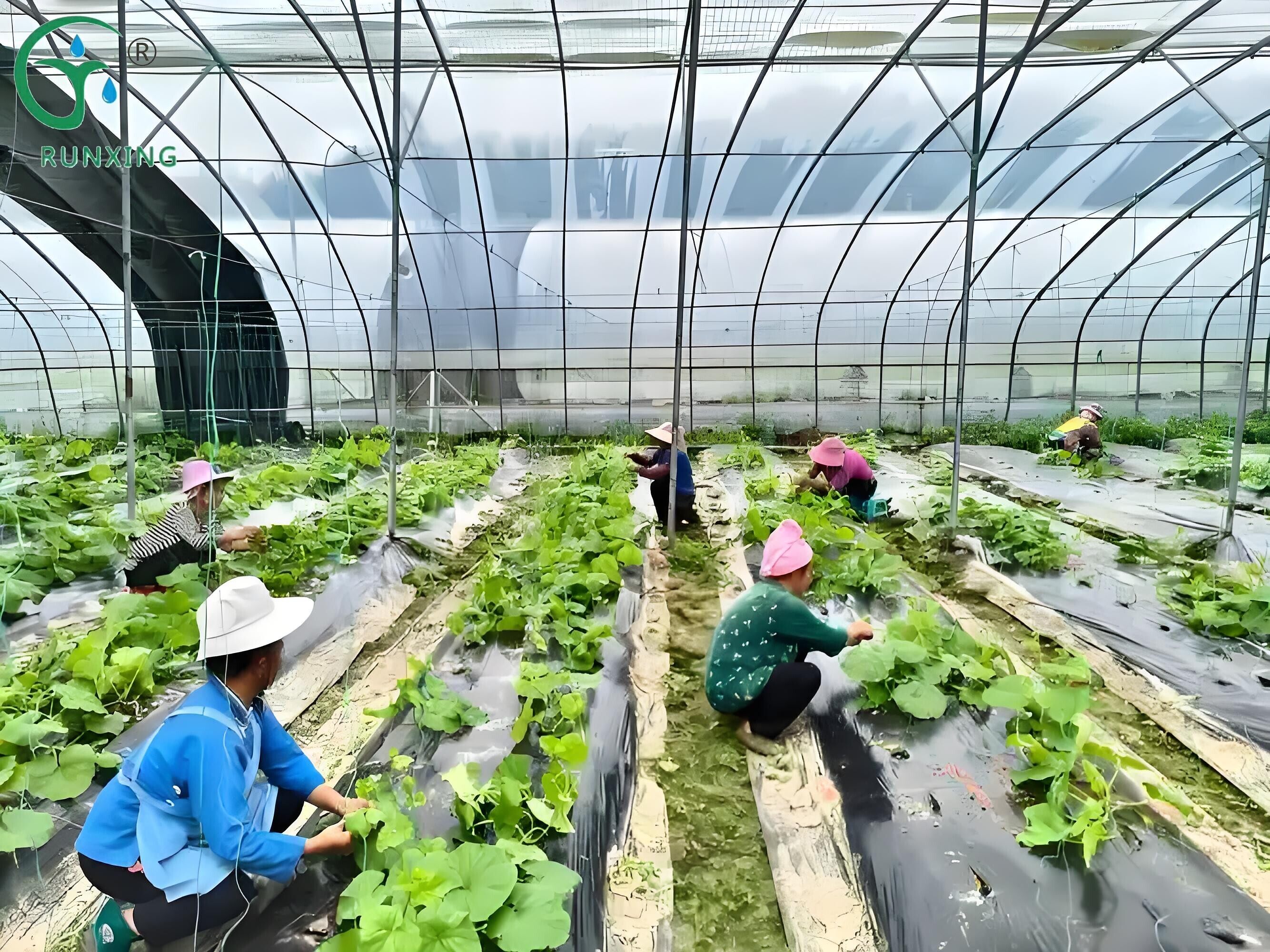 Brazilian melon cultivation