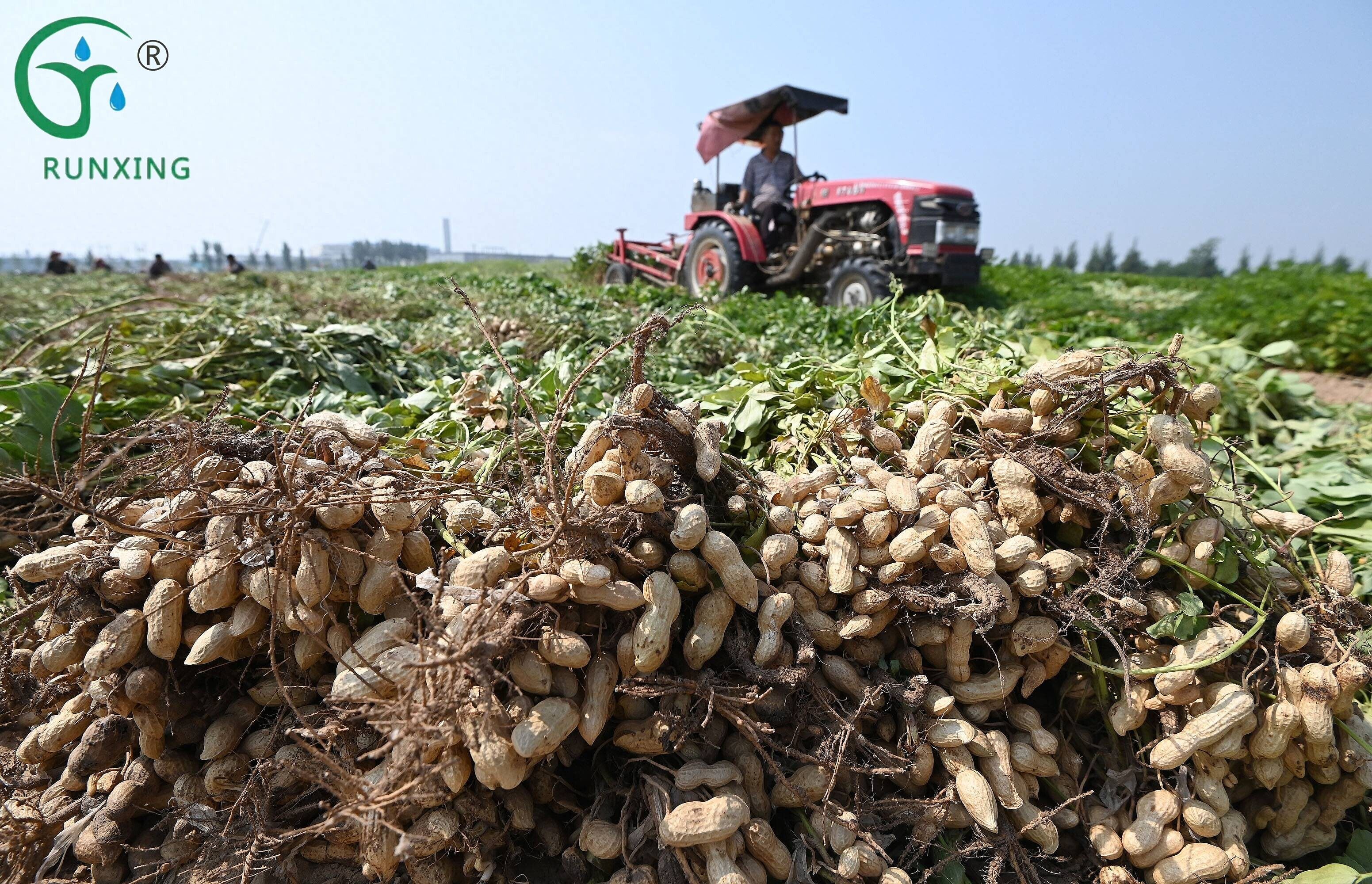 peanut farming