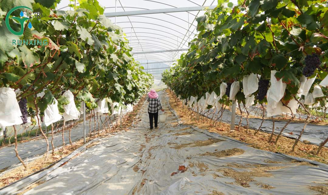 grape cultivation