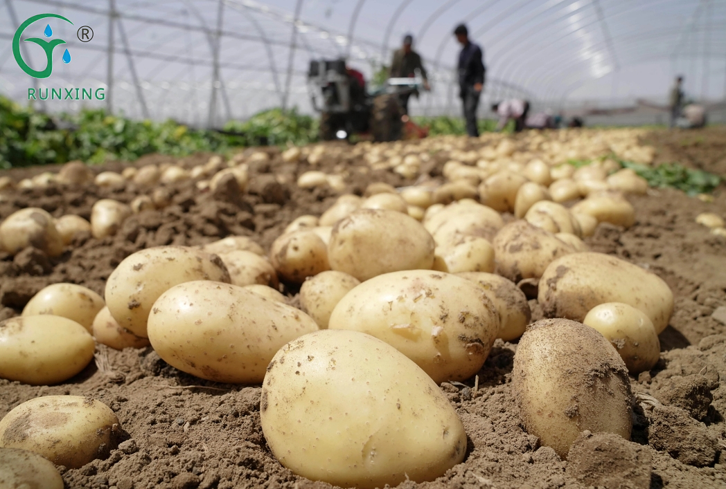 potato cultivation