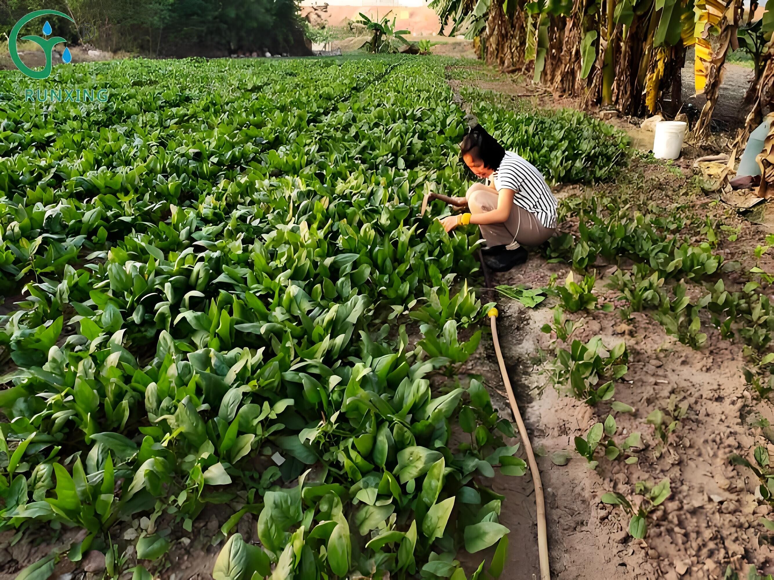 Brazilian spinach cultivation