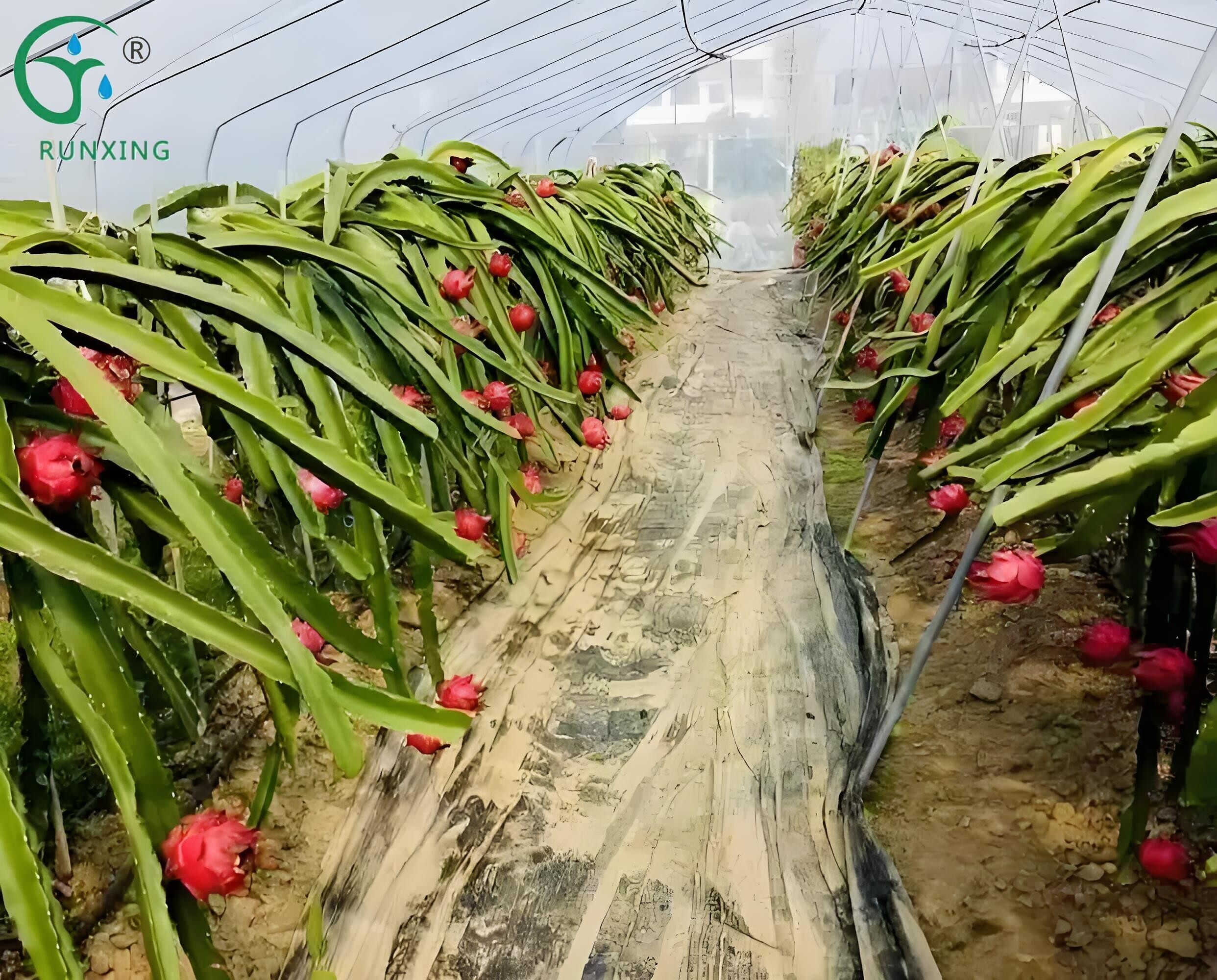 Pitaya Planting