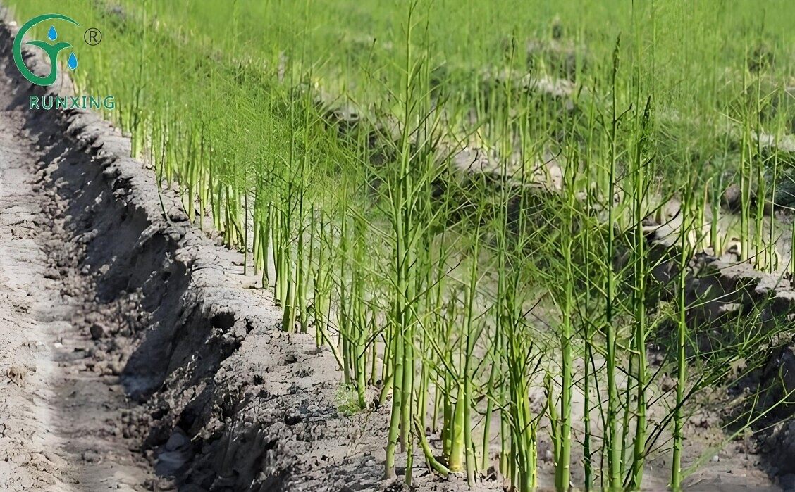 asparagus cultivation