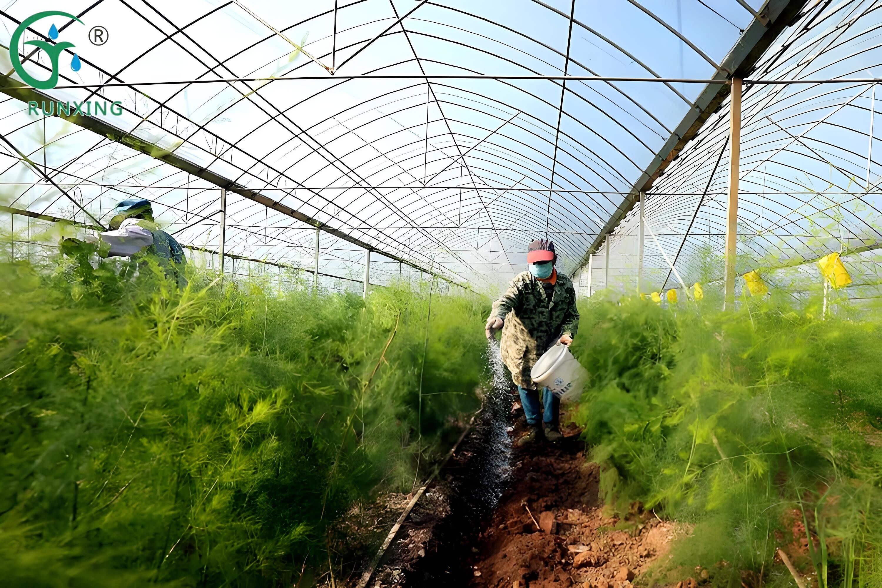 Peru asparagus