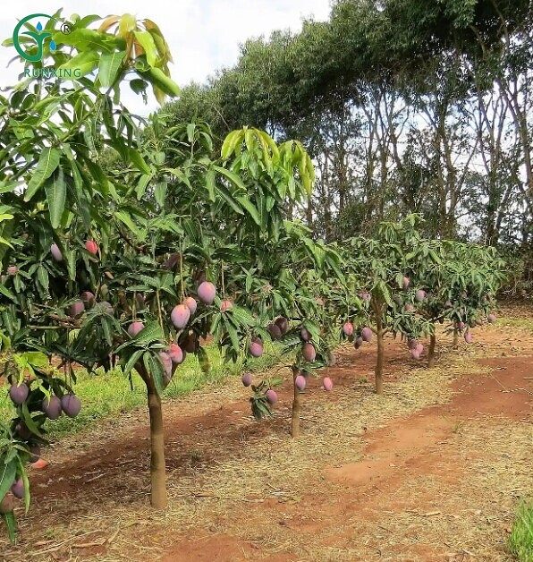 Drip Irrigation Pipeline System