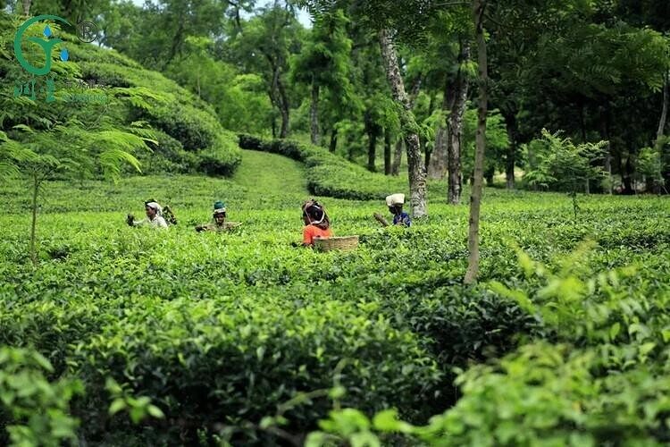 Precision Irrigation Solutions for Tea Trees