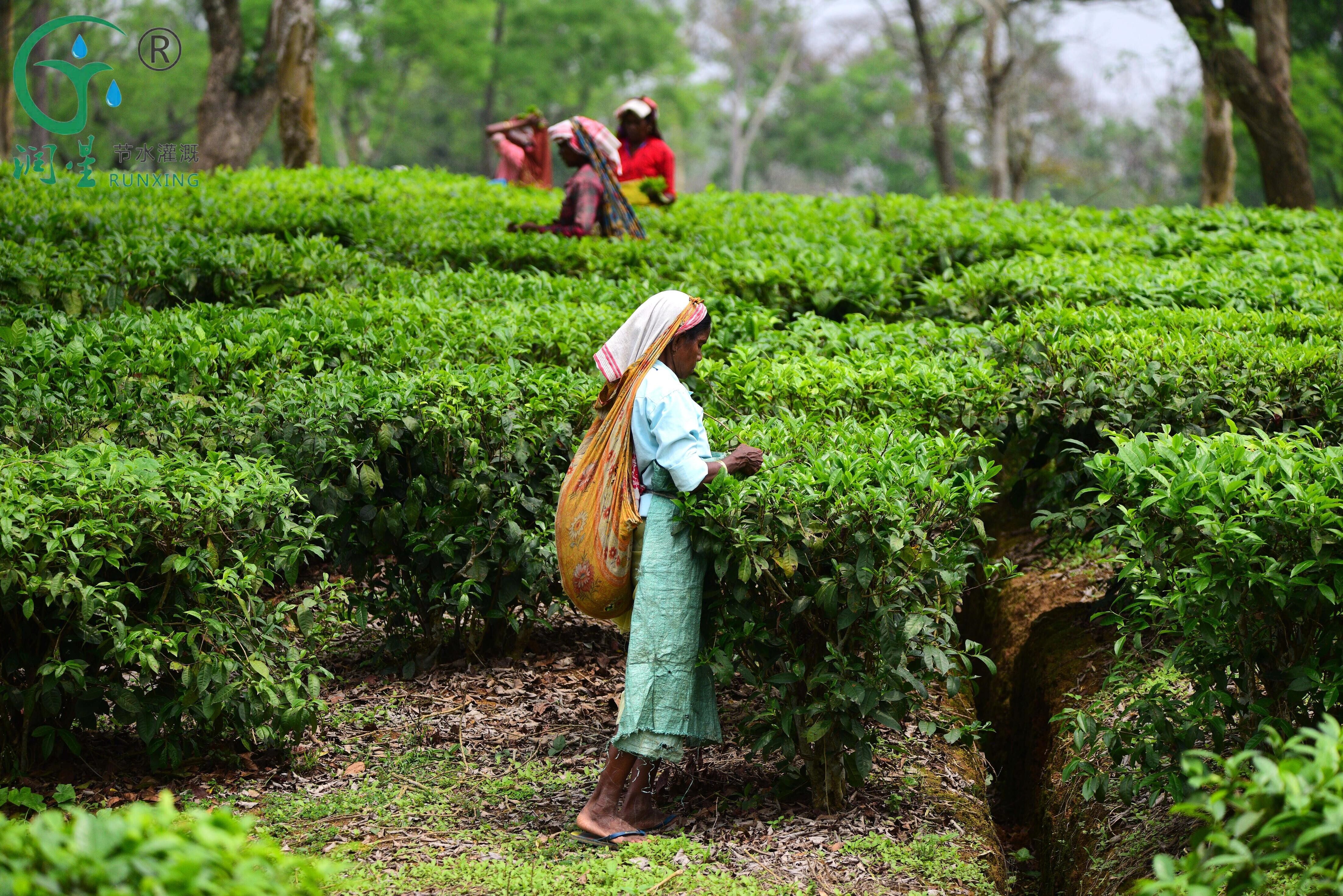 Water-Saving Irrigation Systems for Tea Plantations