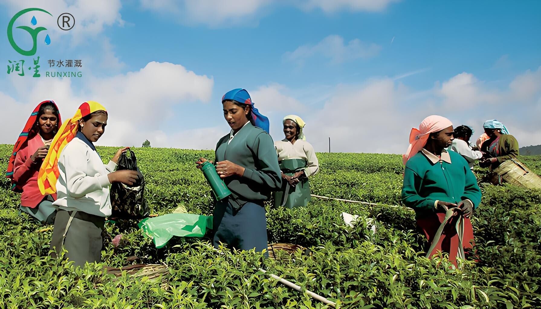 Intelligent Drip Irrigation for Indian Tea Gardens