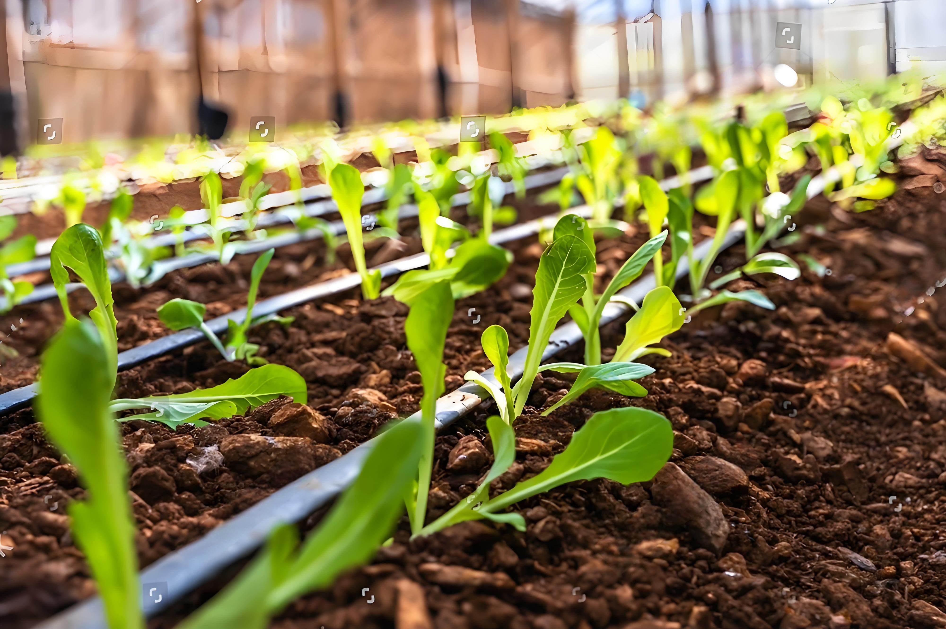 drip irrigation pipe
