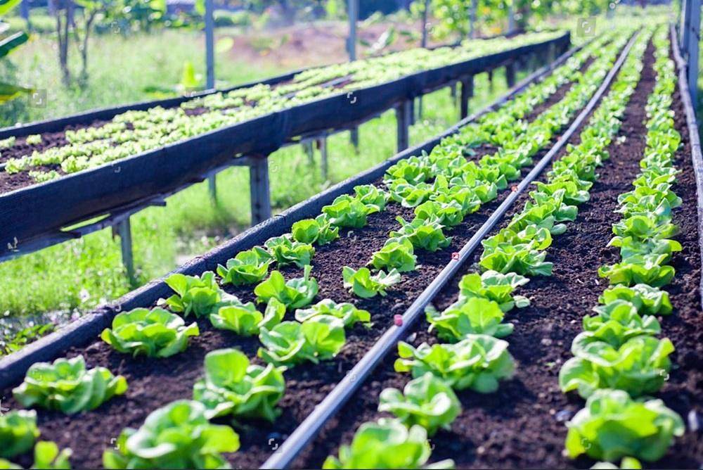 Water-Saving Irrigation