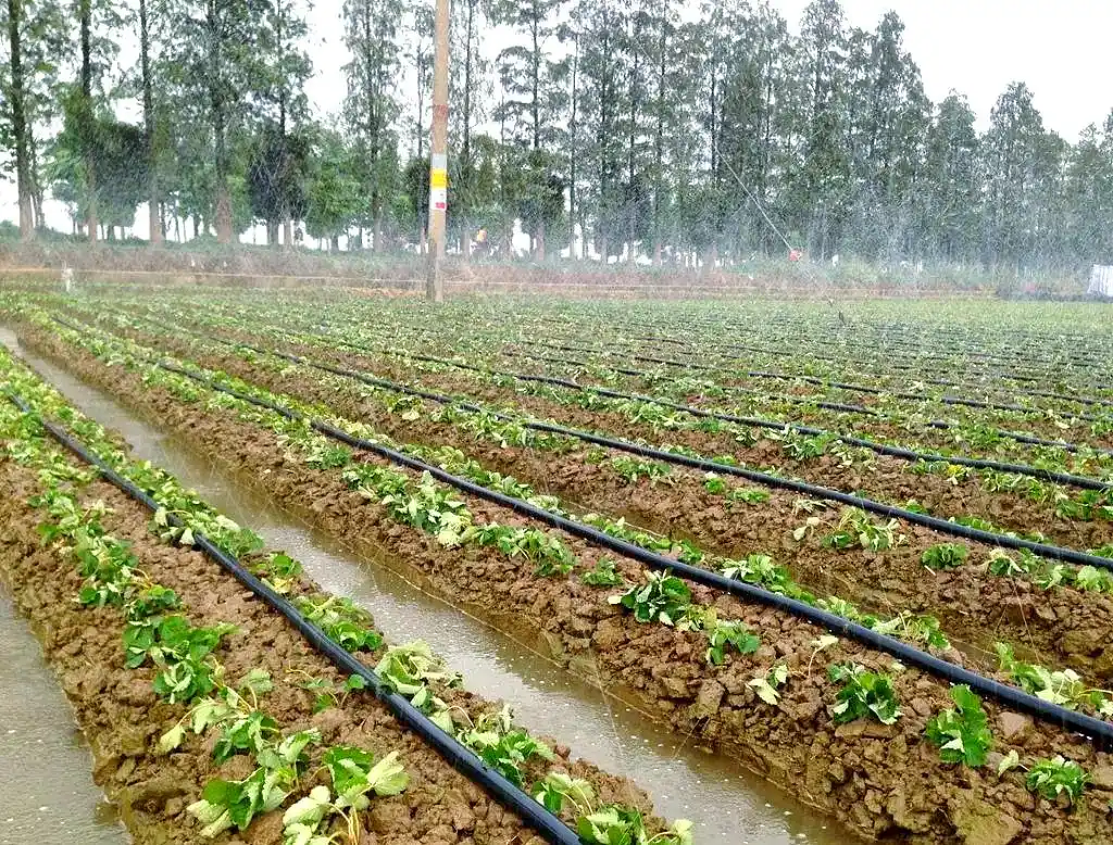 Micro Sprinkler Line
