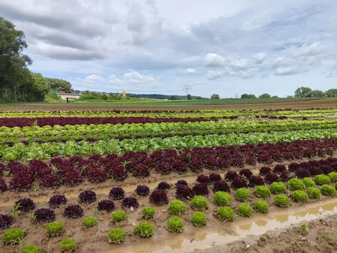 French drip irrigation