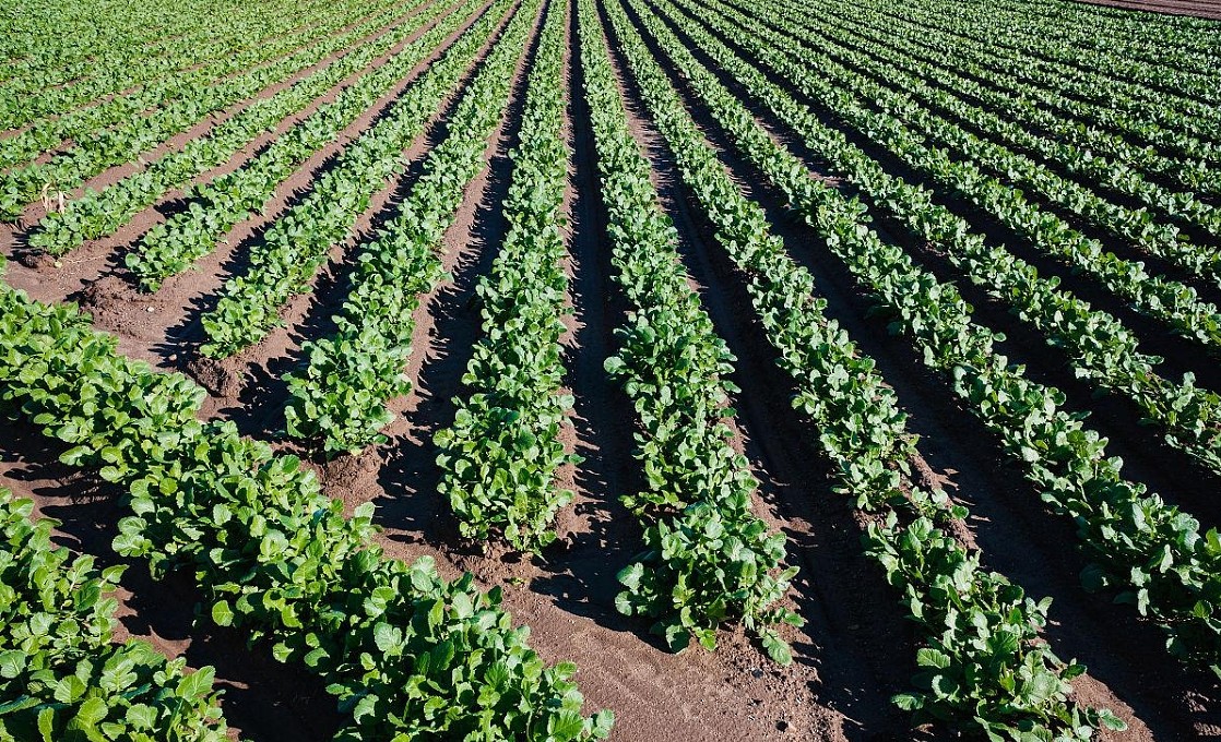 Agricultural Irrigation in Spain