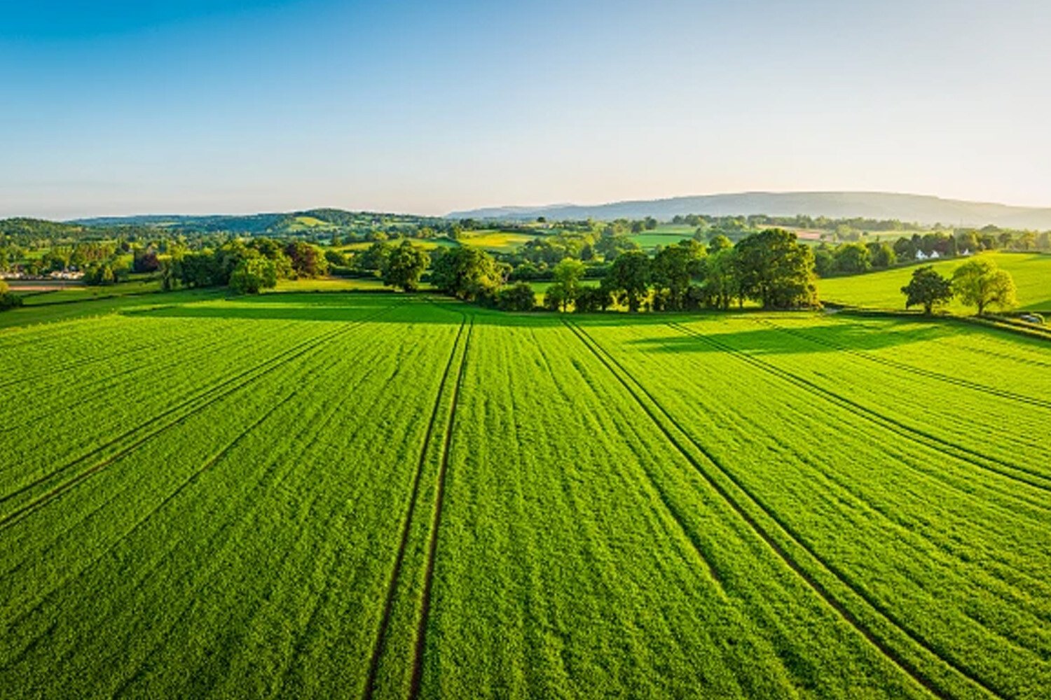 脚踏实地 以干为先——记天津市农业科学院蔬菜研究所研究员李素文