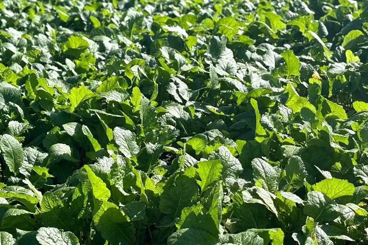 农业农村部派出工作组调研指导秋冬种生产