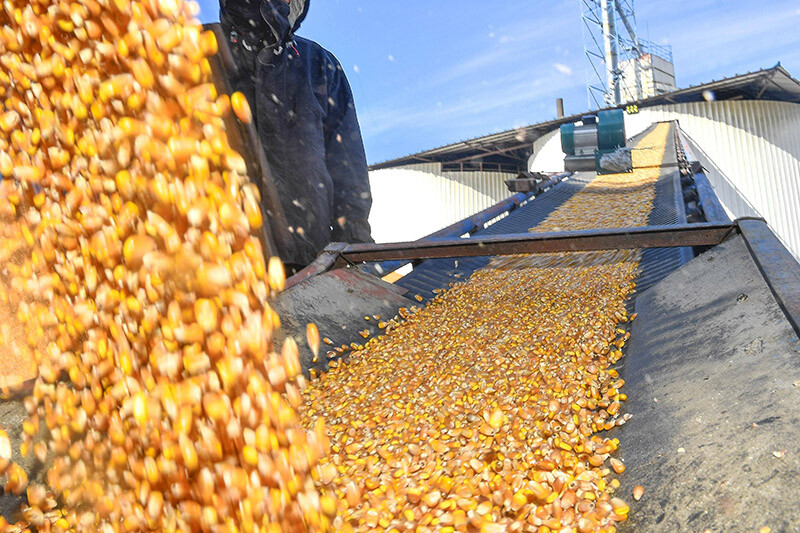 主要粮食储藏方法(稻谷 小麦 玉米 大豆)