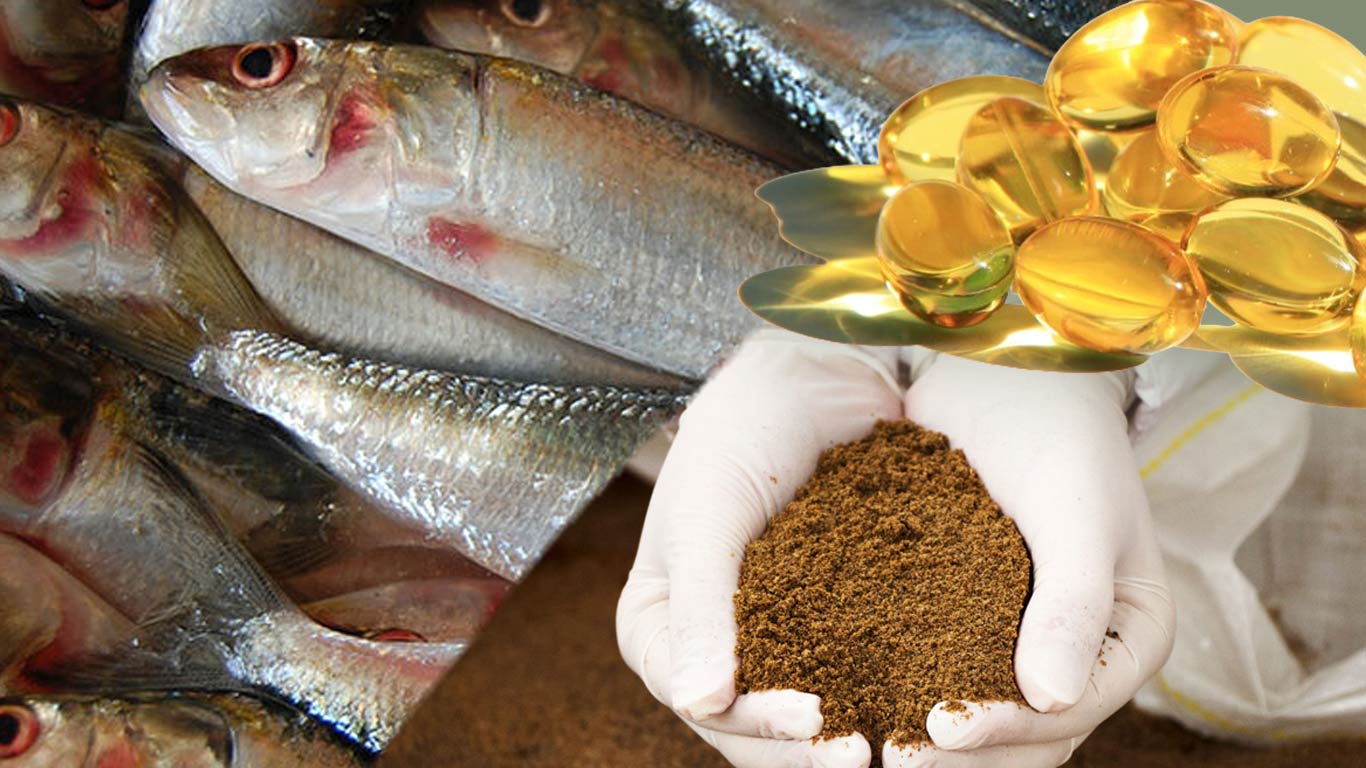 科兰德超微粉碎机彻底革新水产饲料生产