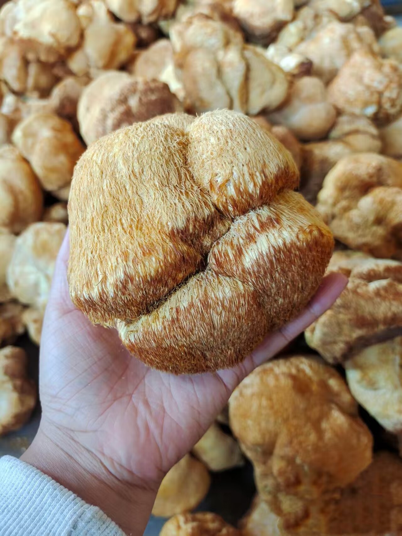 青岛科兰德机械有限公司推出猴头菇超细研磨技术