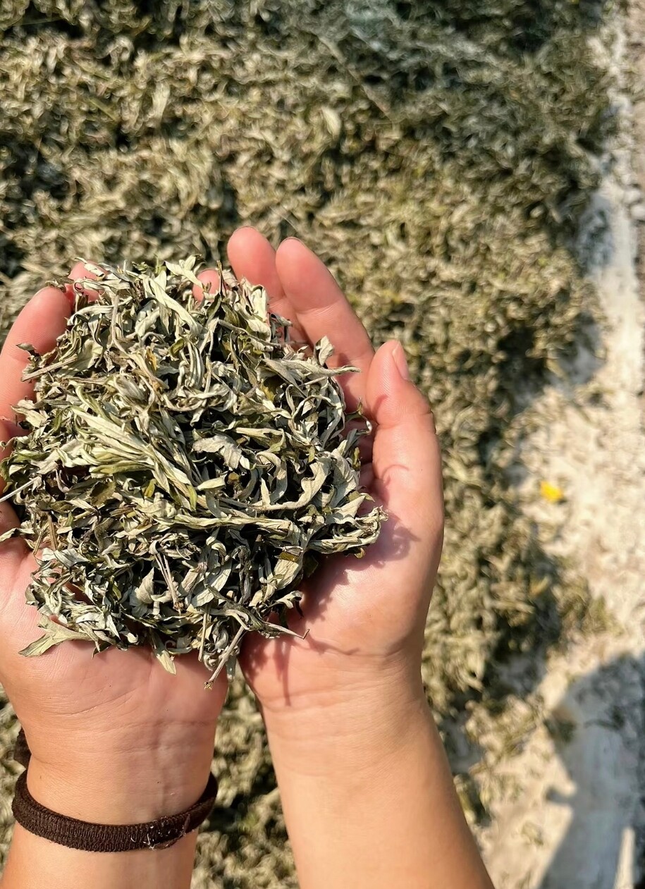 超细研磨技术提升艾叶加工效率