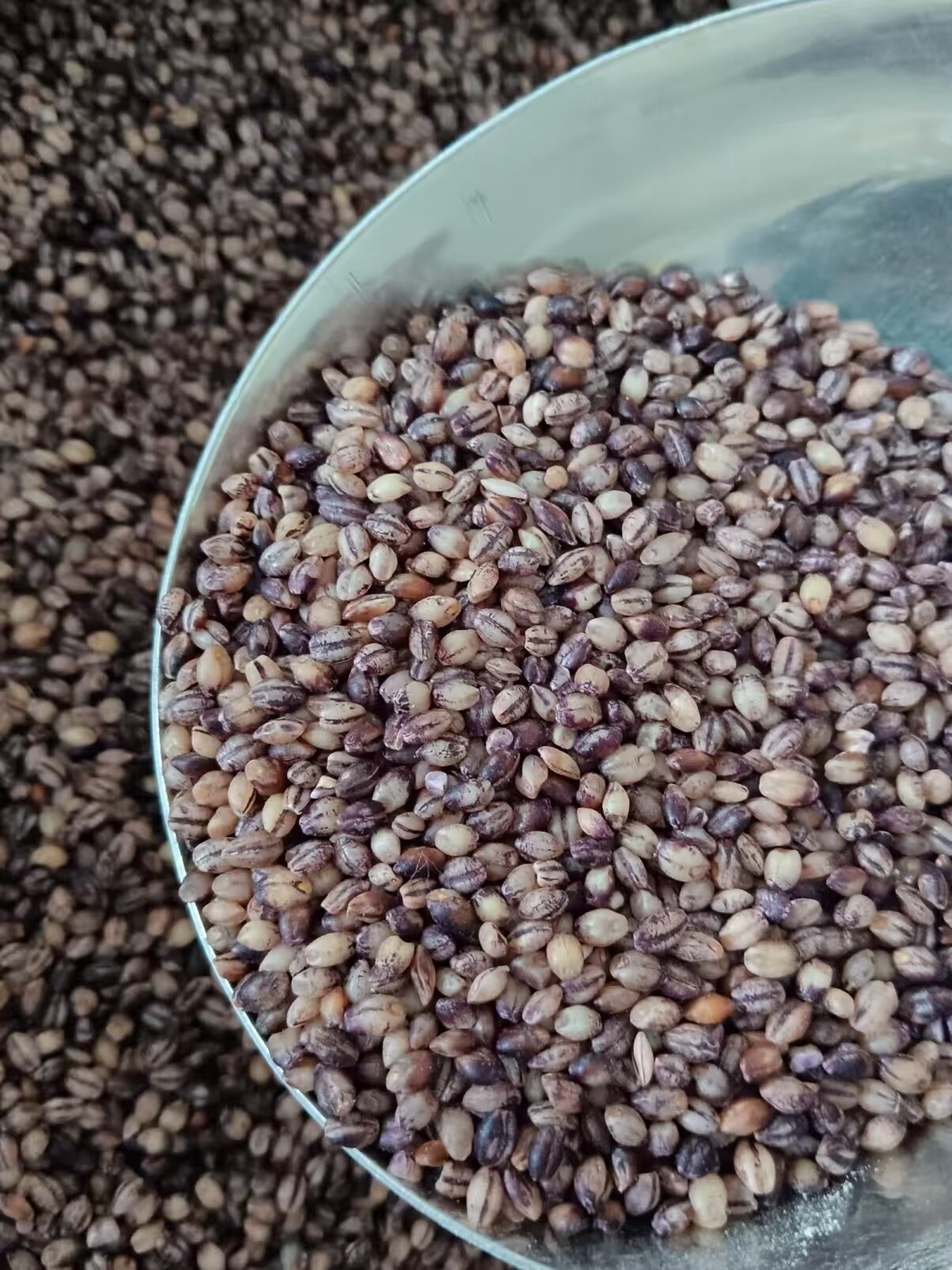 超细研磨技术释放青稞的巨大潜力