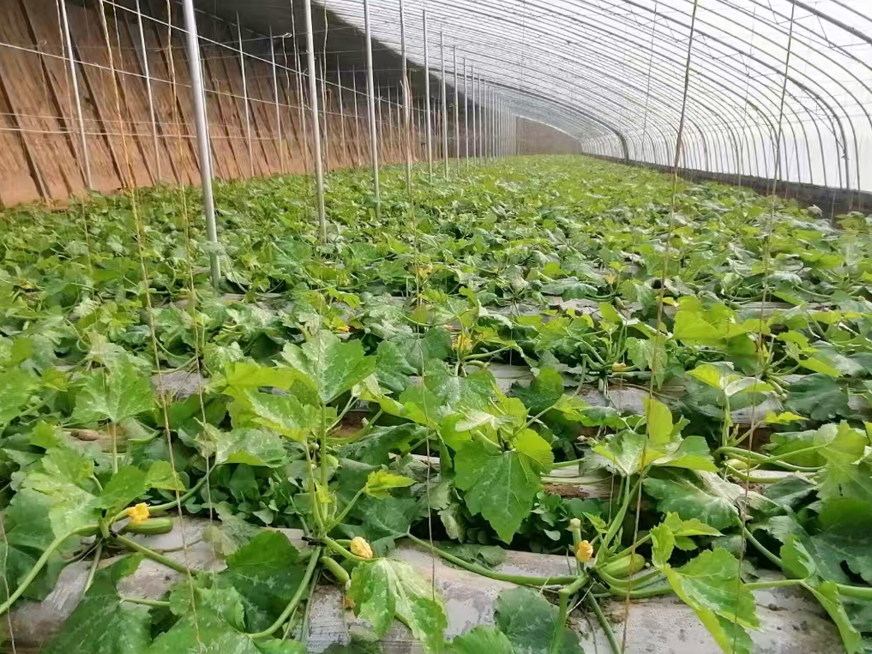 日光温室（半坡暖棚）