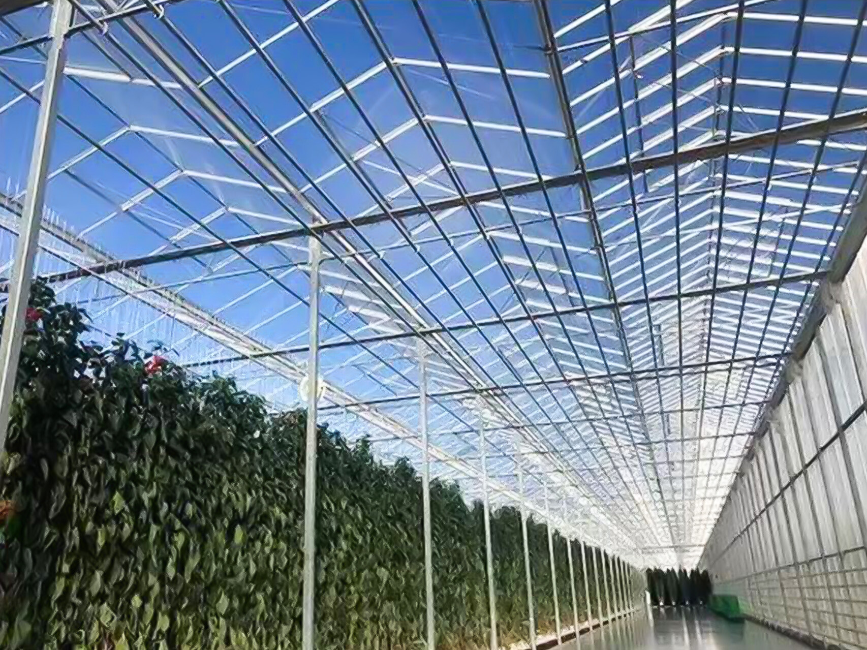 纹络式玻璃温室