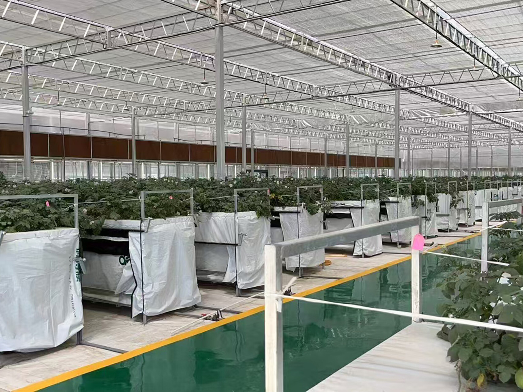 纹络式玻璃温室