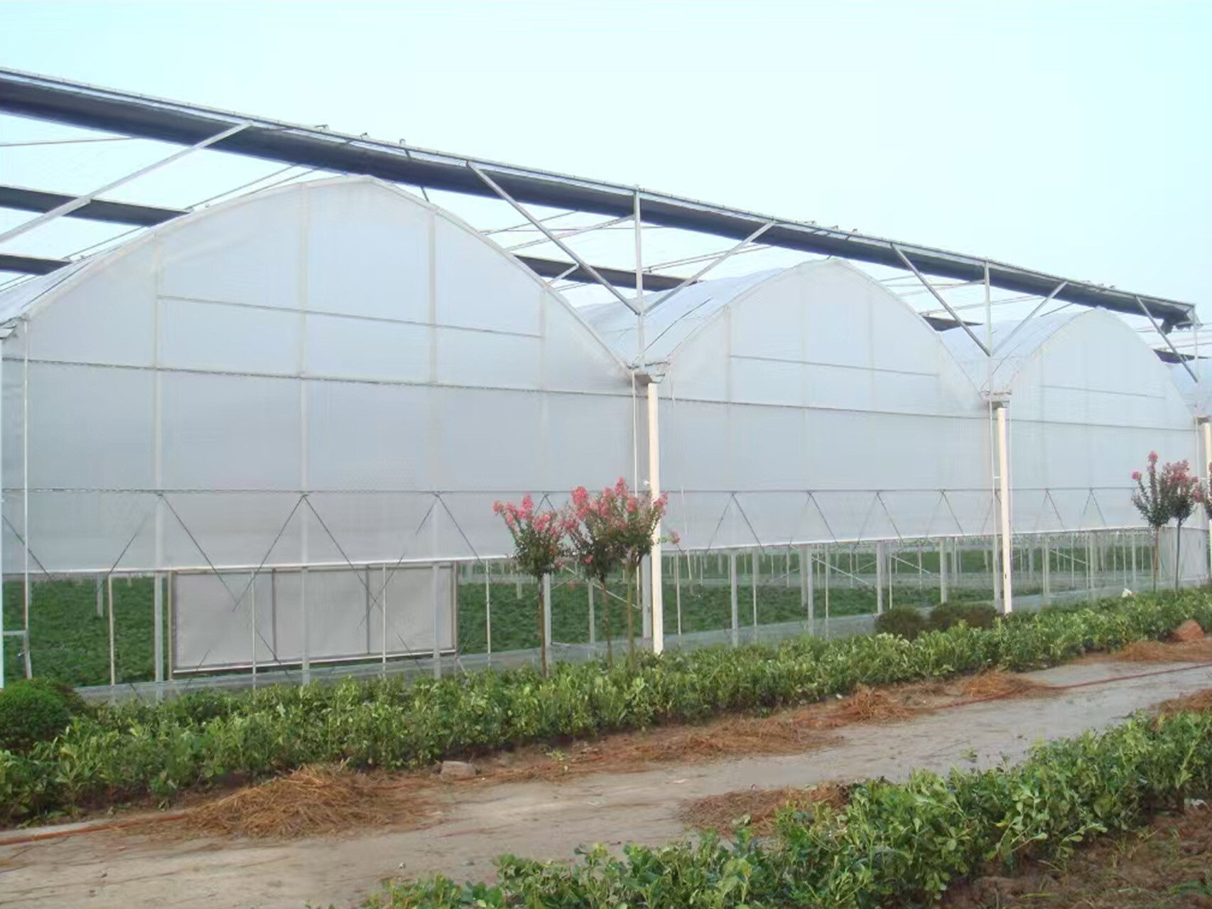 薄膜连动智能大棚