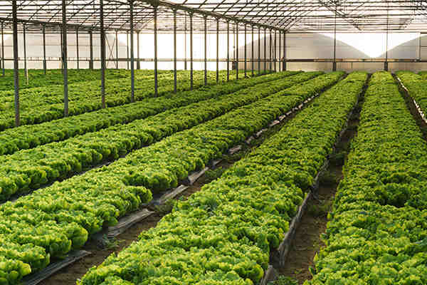 如何让日光温室发挥最大作用